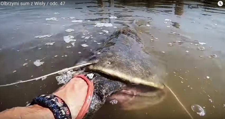 Ależ to była walka! Zobacz, jak wędkarze wyciągali gigantyczną rybę z Wisły, tuż obok Wawelu [WIDEO] 