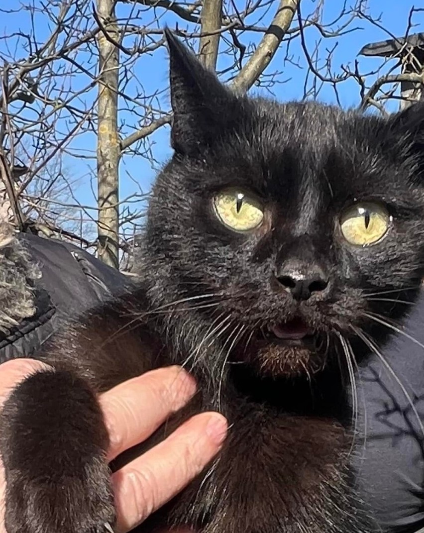 Druhowie z Ochotniczej Straży Pożarnej w Gałkowie Dużym ratowali... czarnego kota