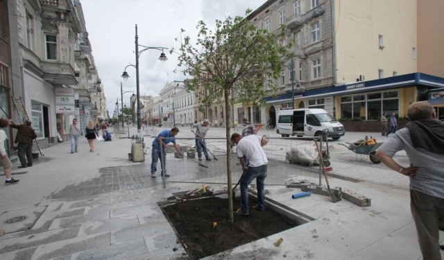 Dosadzą drzew przy Centralu w Łodzi
