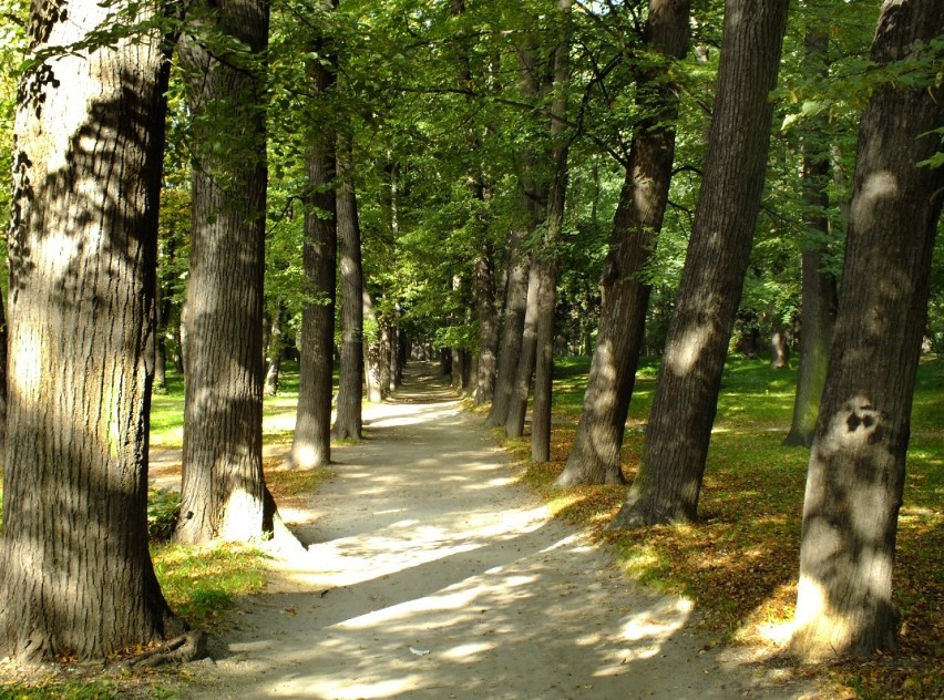 Rewitalizacja Parku Młodzieżowego. Co najmniej 314 drzewa pod topór, w tym piękne robinie akacjowe