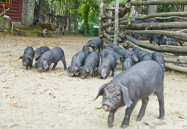 Małe świnie cieszą się wolnością