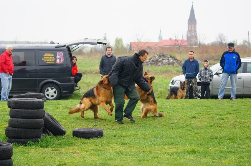 TOZ w Jaworznie. Miłośnicy zwierząt zapraszają na pokaz szkolenia psów