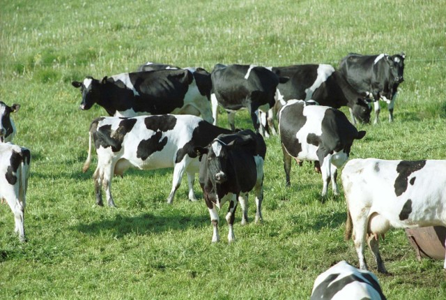 Największe gospodarstwo rolne w Jantarze Leśniczówce zajmuje się hodowlą bydła