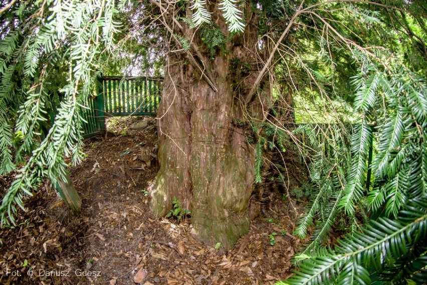 Wałbrzych: Na Sobięcinie rośnie jedno z najstarszych drzew w Polsce (ZDJĘCIA)