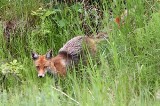 Poznań: Chodzi lisek koło PeSTki... [WIDEO]