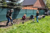 Szamotuły. Na Zatorzu powstaje "Zielony Zakątek" i kwietna łąka! [ZDJĘCIA]