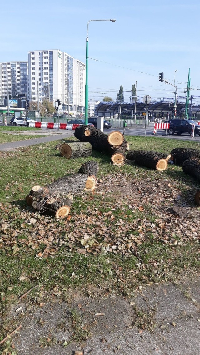 Także inni mieszkańcy Poznania wyrażają swoje zaniepokojenie wycinką drzew w rejonie Ronda Rataje.

Przejdź do następnego zdjęcia ------>