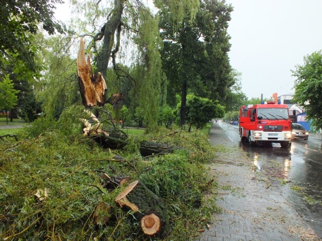 Burza nad Bełchatowem złamała drzewo w parku przy pl. Wolności
