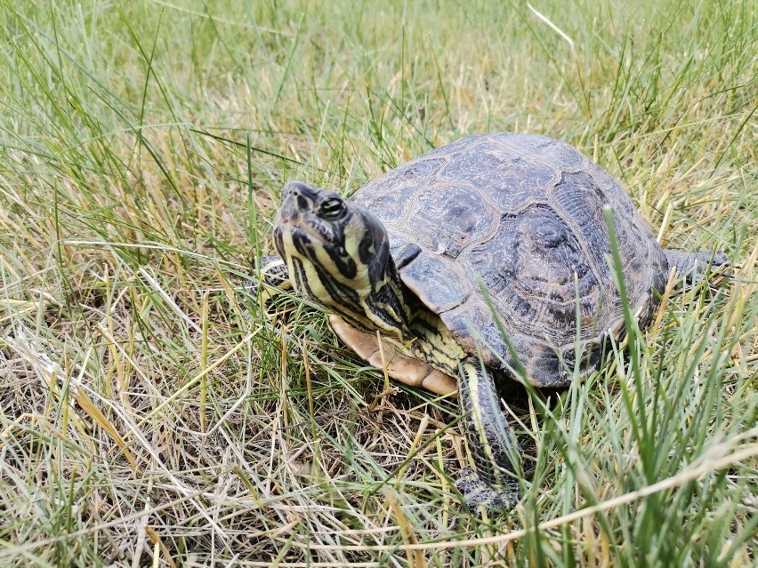 WSCHOWA. Strażnicy miejscy odłowili żółwia w Nowej Wsi. Spółka Komunalna szuka mu tymczasowego domu [ZDJĘCIA]