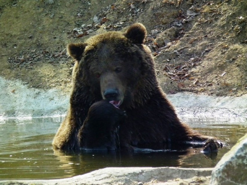 Niedźwiedzie w Poznaniu