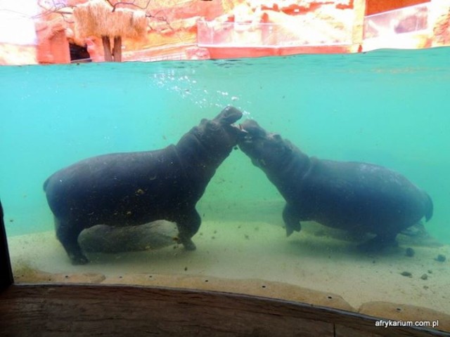 W niedzielę, 26 października we wrocławskim zoo otworzono ...