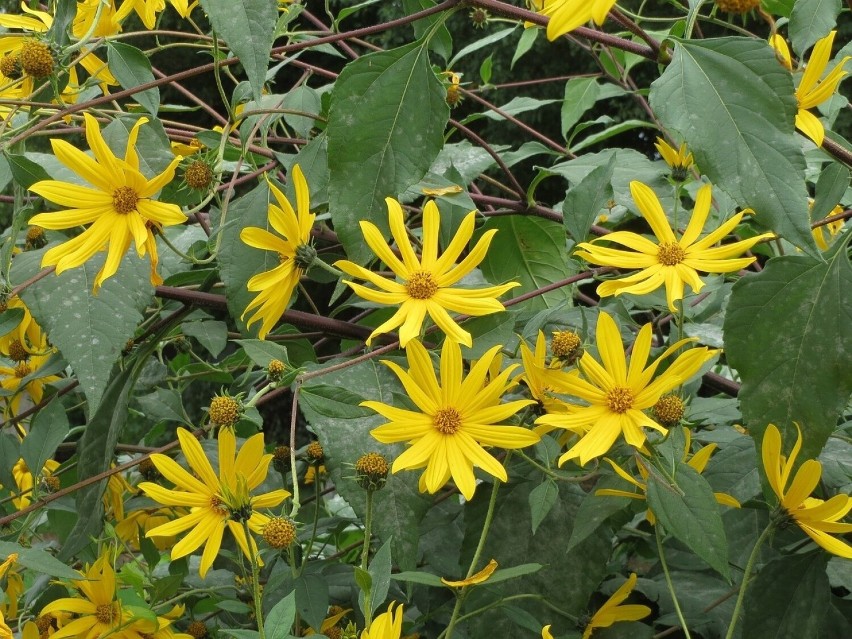 Topinambur jest uprawiany dla dekoracyjnych, żółtych kwiatów...