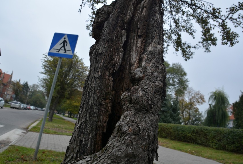 Wytną drzewa przy ulicy Solankowej w Inowrocławiu 