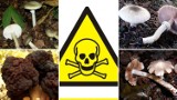Oto najbardziej trujące grzyby w polskich lasach. Niektóre mogą spowodować zgon. Jakie są objawy zatrucia? 28.09.2022