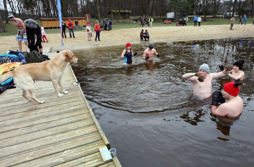 Kąpiel morsów w Szczecinie