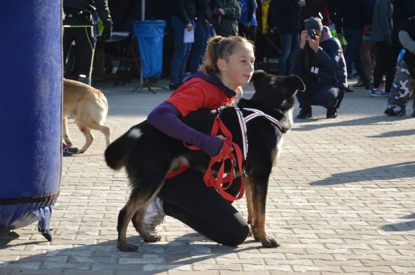 Bieg z PSYjacielem, czyli niedzielne przedpołudnie z podopiecznymi schroniska [ZDJĘCIA]