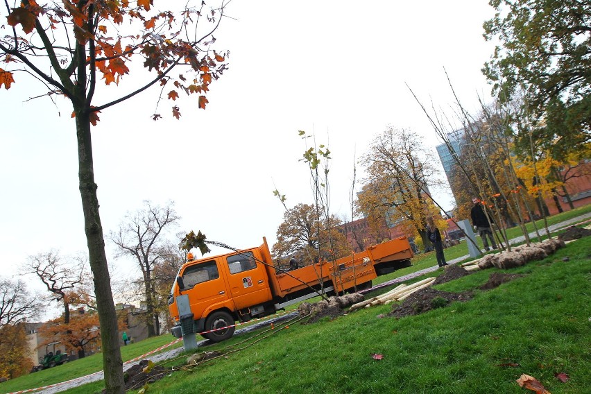 Stary Browar w Poznaniu: Sadzą nowe drzewa w parku