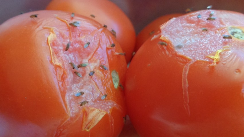 Muszki owocowe pojawiają się "znikąd" i kolonizują nasze...