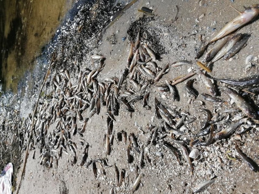 Na brzeg wypłynęły martwe rybki. Do kiedy plaża w Lubczynie będzie zamknięta?