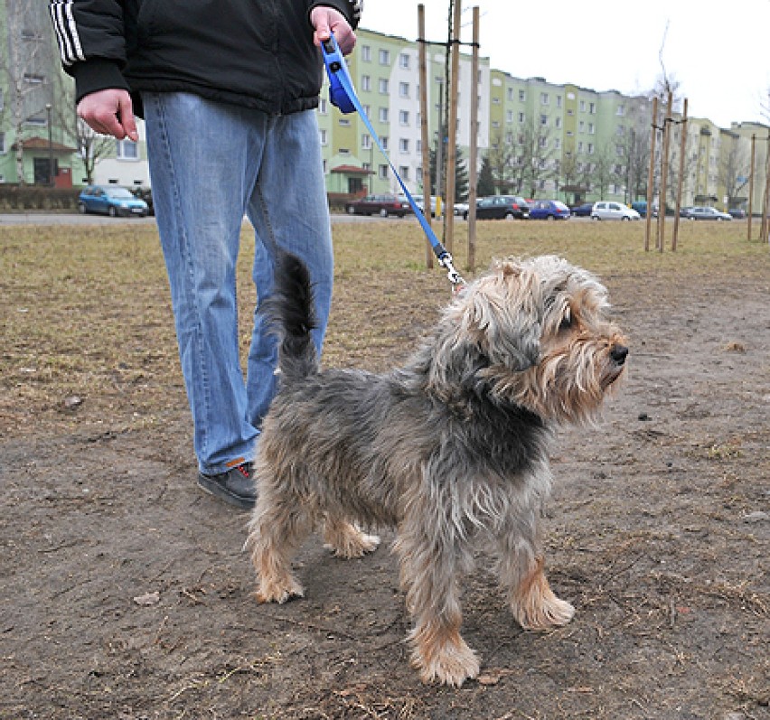 Psi wybieg na Wiązowej