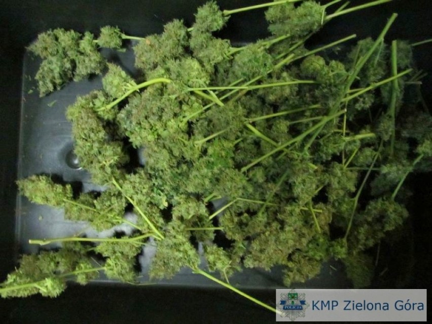 W Zielonej Górze zlikwidowano wielką plantację marihuany (zdjęcia, wideo)