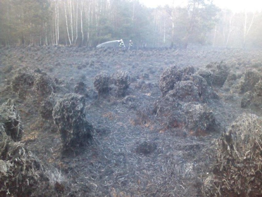 Sadzą las w Rudach w miejscu spalonego