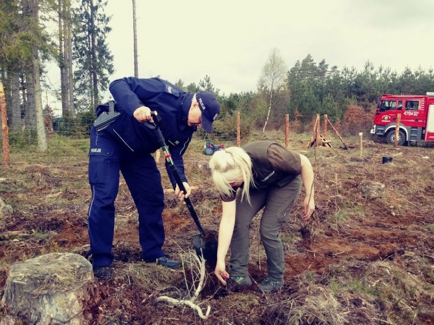 Policjanci i leśnicy sadzili drzewa w ramach akcji "1000 drzew na minutę" ZDJĘCIA