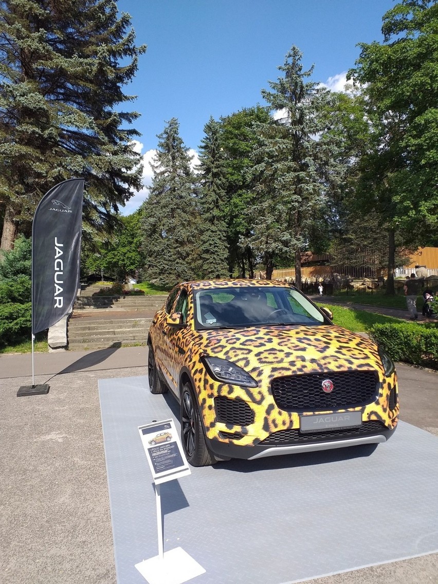 Jaguar w zoo, czyli nietypowa akcja marketingowa. Jak można go "upolować"?