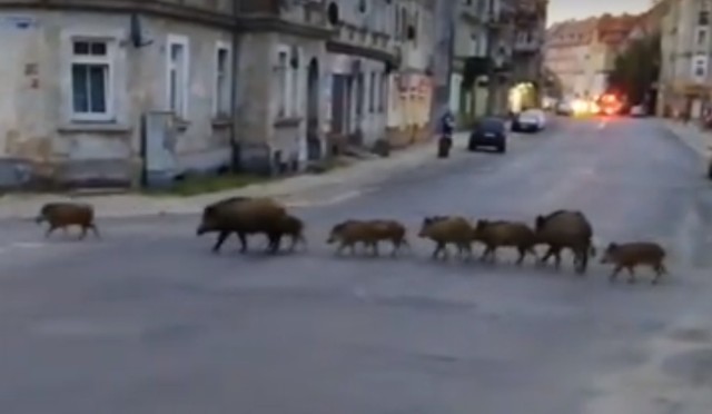 Zobacz na następnym slajdzie nagranie dzików przechodzących przez ulicę Głogowską!