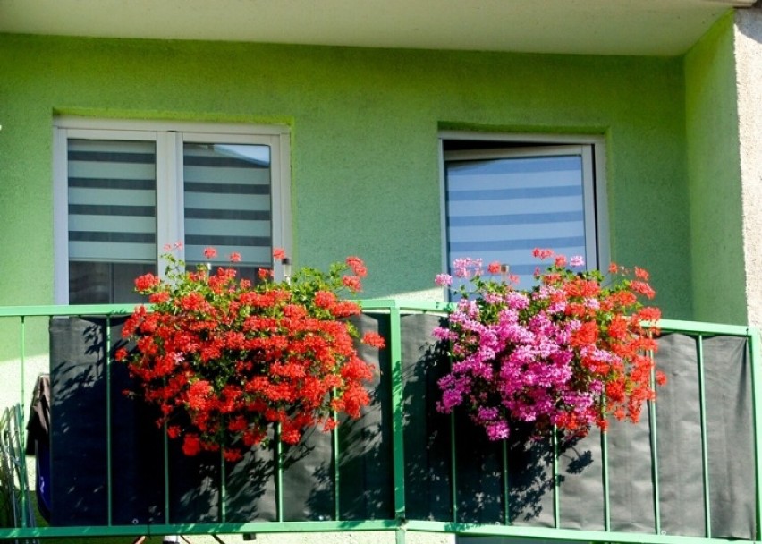 Najładniej ukwiecony balkon w budynkach Gnieźnieńskiej...