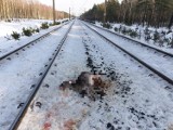 Powiat świecki. Na terenie Nadleśnictwa Dąbrowa pociąg zabił zwierzęta. Uwaga! Drastyczne zdjęcia