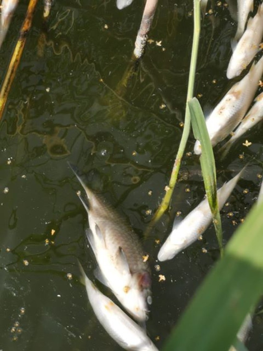Wędkarze alarmują: Tysiące śniętych ryb w Wojcieszycach!
