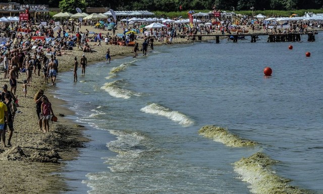 Sinice w Bałtyku 2020. Zamknięte kąpieliska na Pomorzu 28.06.2020. Gdzie dziś zakaz kąpieli nad morzem? Co to są sinice? Zakwit sinic
(zdjęcia ilustracyjne)