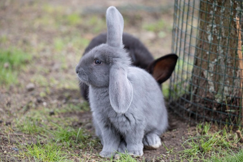 ZOO w Lubinie - nowy wybieg dla królików, para łabędzi niemych z siódemką maluchów, a może kawka i SPA u osiołka? 