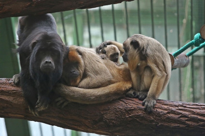 Wrocławskie ZOO to największy i najstarszy ogród zoologiczny...