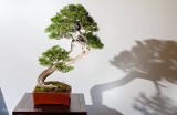 Bonsai w zamku Książ - zobacz wystawę (ZDJĘCIA)