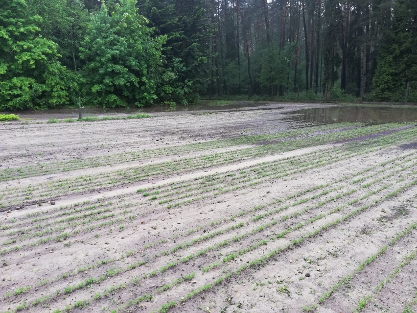 Gradobicie w powiecie tomaszowskim zniszczyło sadzonki w szkółce leśnej Nadleśnictwa Spała [ZDJĘCIA]