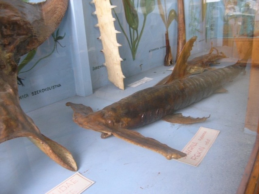 Muzeum flory i fauny morskiej w jaworzu