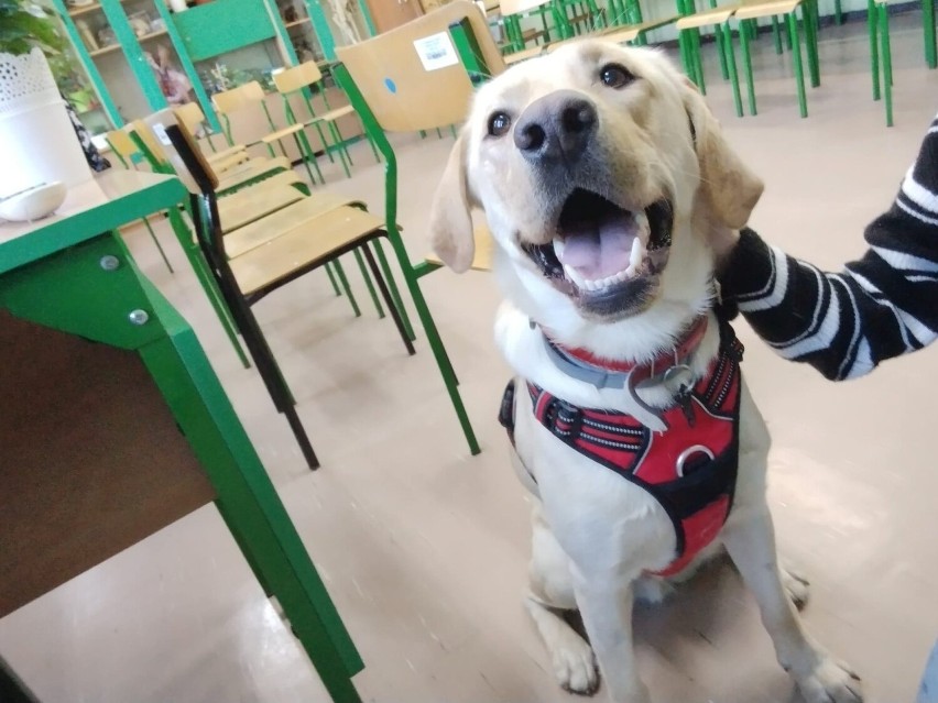 Labrador Wally to ulubieniec uczniów Szkoły Podstawowej nr 2...
