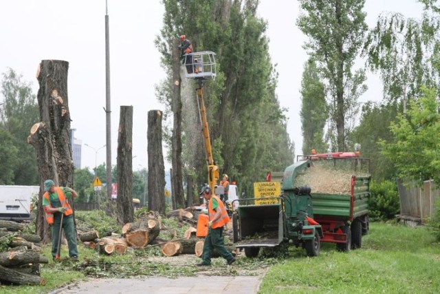 W piątek wycinano topole rosnące przy ulicy Jagiellońskiej w Kielcach. Istniało ryzyko, że przy silnych wiatrach konary drzew złamią się i spadną na przejeżdżające samochody.