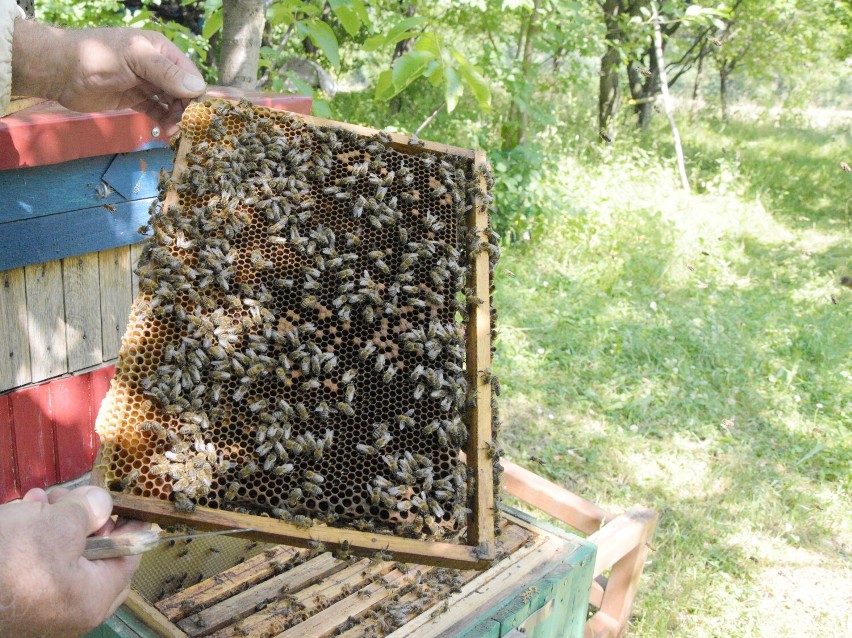 Upały mogą być zagrożeniem dla populacji pszczół [ZDJĘCIA]