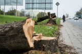 Na Kabatach ruszyła budowa półkilometrowej trasy dla pieszych i rowerzystów. Mieszkańców zaniepokoiła wycinka dojrzałych drzew