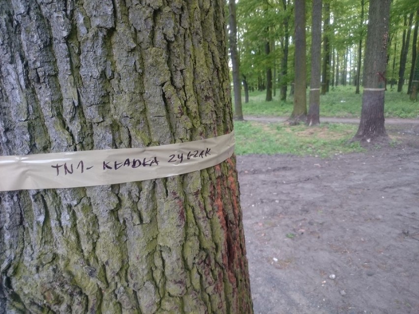 Drzewa w parku zostały już oznaczone taśmami z nazwami torów...