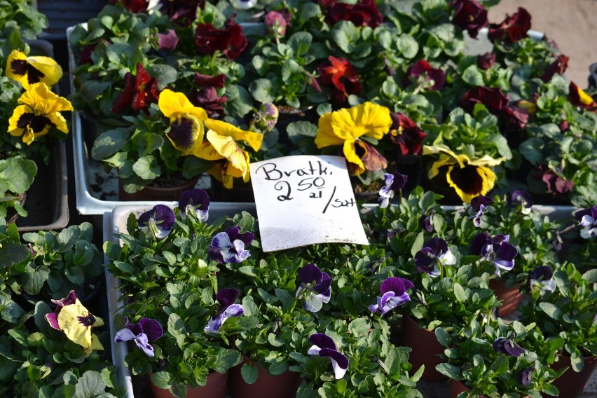 Wiosenne kwiaty na targu w Kościerzynie. Sprawdź co i za ile można kupić [ZDJĘCIA]