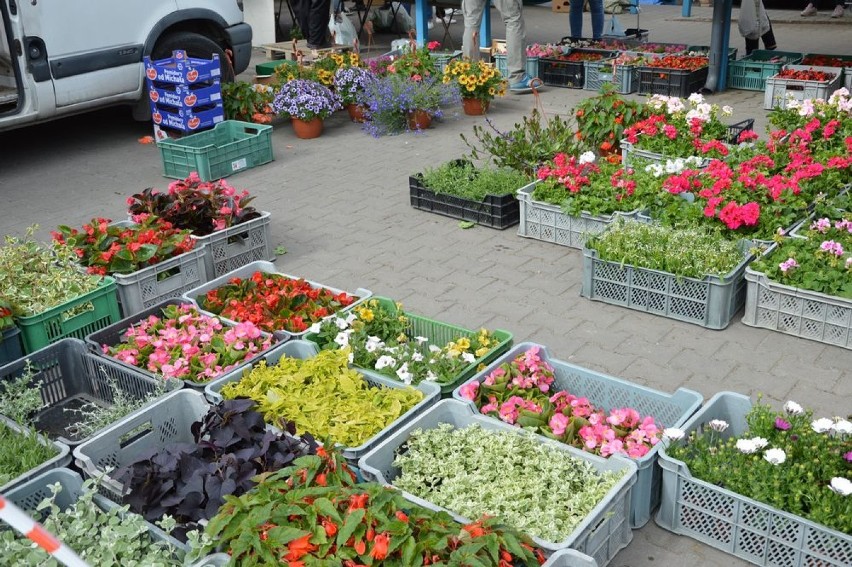 Na targowisku miejskim sprawdziliśmy ceny warzyw i kwiatów [ZDJĘCIA]