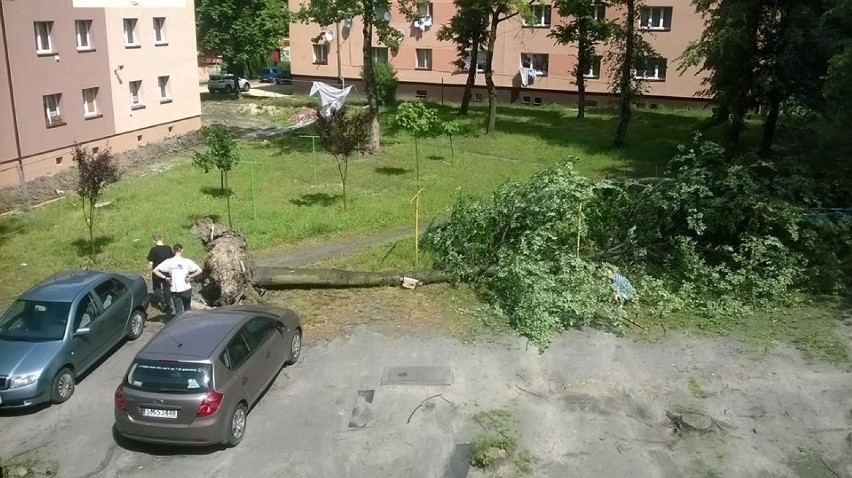 Mysłowice - wiatr przewraca drzewa..
