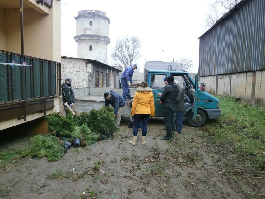 Akcję sadzenia drzew zorganizowało TBS w Radomsku [ZDJĘCIA]