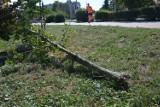 Kto podcina młode drzewka na osiedlu Piastów Śląskich w Głogowie?