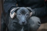 Akcja adopcji bezpańskich psów