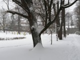 Wałbrzych: Park im. Tadeusza Kościuszki w Sobięcinie zasypany śniegiem. Zobaczcie zdjęcia!